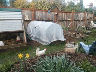 Slug Patrol: Tricks for Pest Management Image